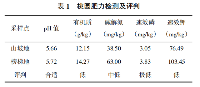 桃园绿色种植模式，学会这几点技术，果园年年丰收！