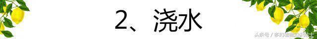 仙人球养护全攻略，听听大神教你如何养