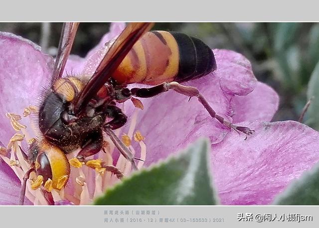 手机昆虫摄影：胡蜂科，这几种胡蜂你见过吗？拍摄技巧和安全要点