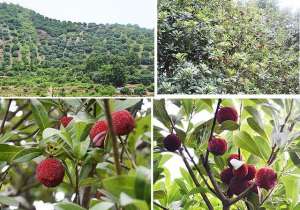 杨梅树什么时候种植最好(南方杨梅种植技术要点)