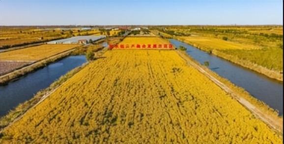 新疆3000亩盐碱地成海水养殖基地：揭秘全面封锁日本水产的底气