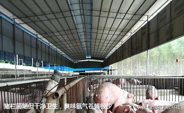 南宁市武鸣区用微生物技术走现代生态养殖路线，实现无污染的养殖