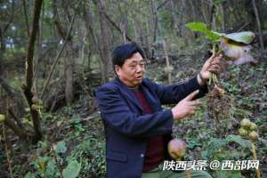 百合种植地区(旬阳男子耗时十几年秦岭深山试种水百合，成功后投千万大面积种植)