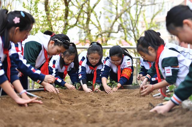 山东青岛：种植活动进校园 农耕劳动伴成长