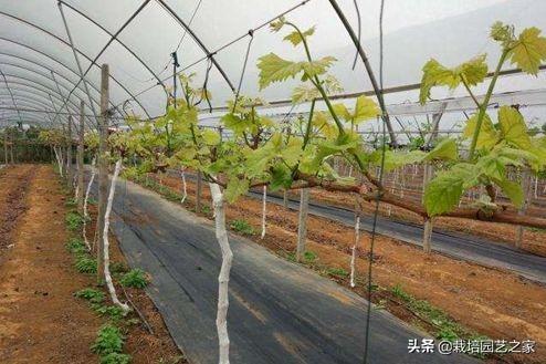 种植达人：讲述阳光玫瑰在广西的种植表现