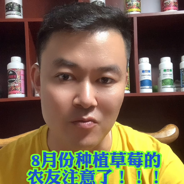 8月份种草莓的老铁注意了，防控根腐你的需要改变思路和方...