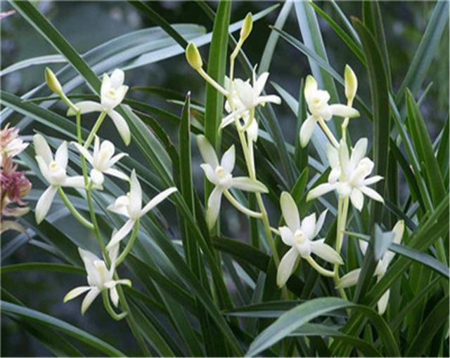 教你在家中如何正确种植建兰，和种植建兰需要注意的一些事项