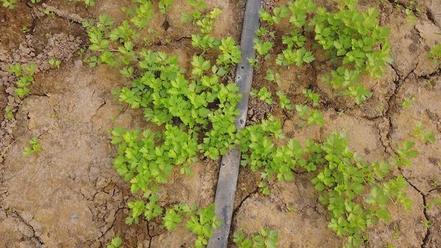 种植芹菜，使用生长调节剂时，农户注意两方面，芹菜长势好