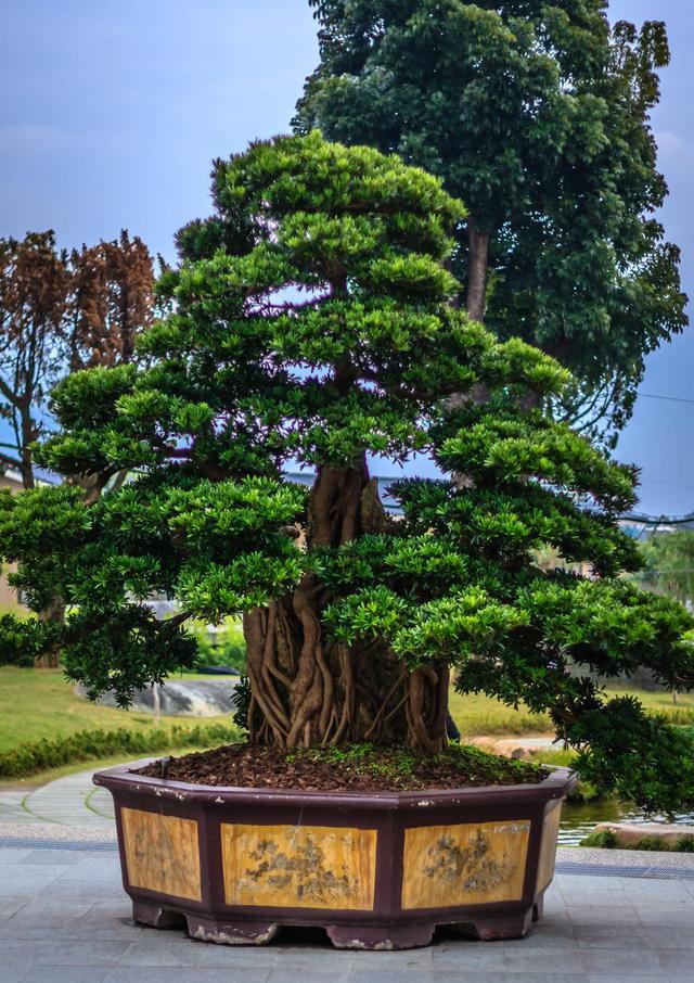 家里想大富，就种富贵树，小投入大收益，吉祥寿命长，家里特顺当