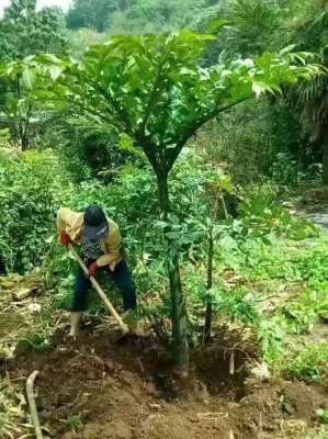 魔芋怎么种植技术(种魔芋，这样做，病害少，产量高致富快)