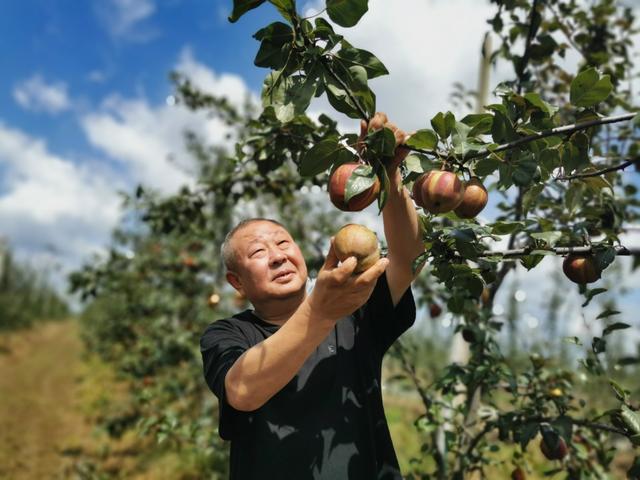 梨“红”了！山东平度这个农民合作社火了