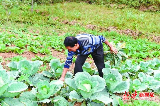 陕西贫困户养“豫西黑猪”即将脱贫 明年想把黑土猪卖到北京