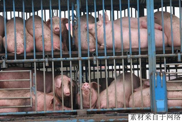 广东云浮又增两个大型生猪养殖场，总投资4亿元，繁育+养殖基地