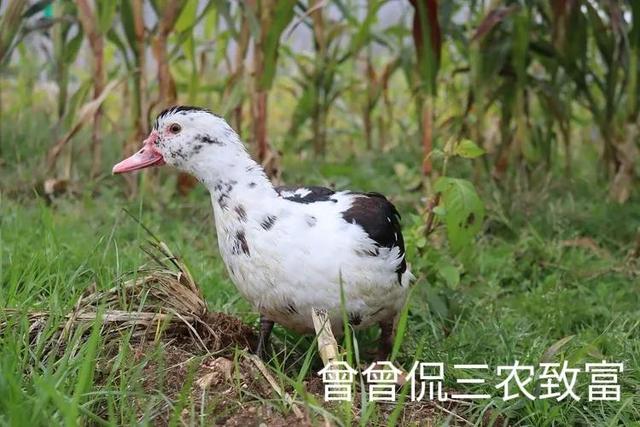 喷香水的雁，飞得远