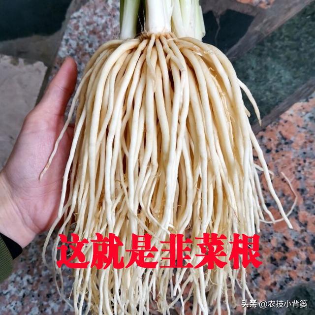 种植韭菜不养根，叶片黄弱细瘦变成针！韭菜养根记住7个方法