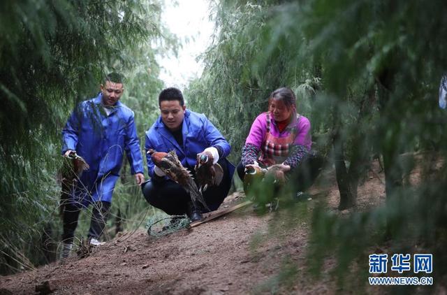 贵州玉屏：腊鸡飘香 年味渐浓