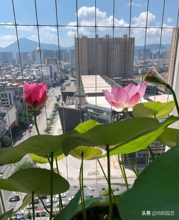 碗莲怎么养？自己养得不开花？用黄土种，淋雨水，太阳暴晒