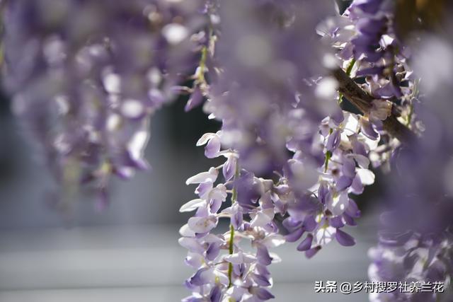 庭院种植紫藤花，只要做好这6点，要不了24个月就能开成紫色瀑布