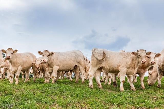 肉牛高效养殖技术