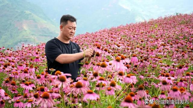 红黄绿紫……拥抱康县丰收的色彩！