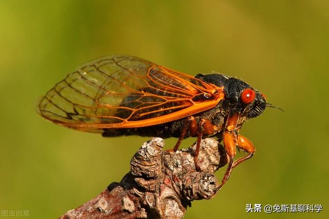 一种能活17年的昆虫，一出土就是300亿只，即将席卷美国