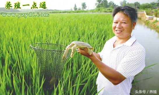 养鳖省饲料五招，饲养科学最重要