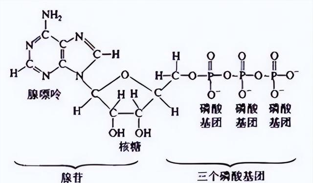 水中养分浓度对鲫鱼生长的神秘影响！