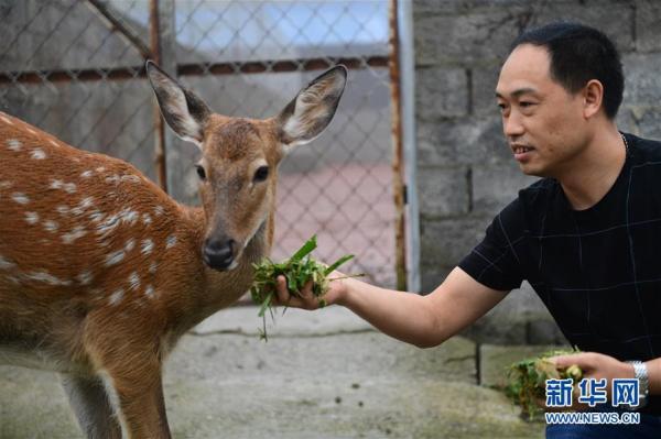 贵州绥阳：梅花鹿养殖业带动群众致富