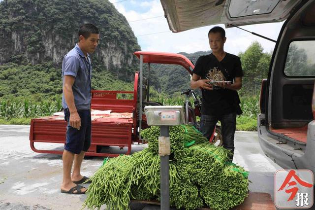 小豆角大钱途，柳州桐村的村民靠种植豆角过上了好日子