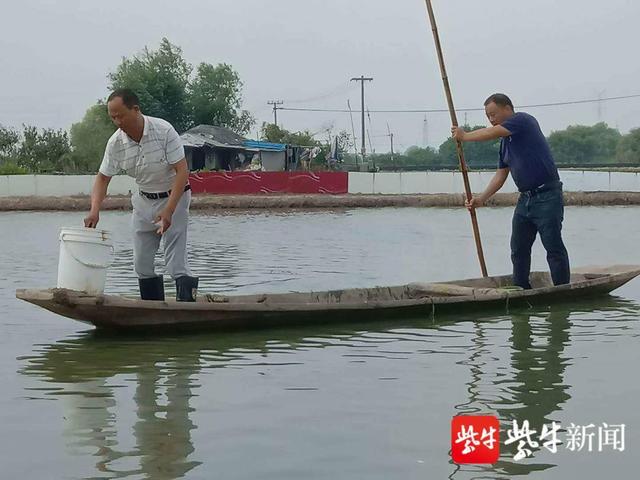 高淳区固城街道螃蟹养殖户为螃蟹“输氧”