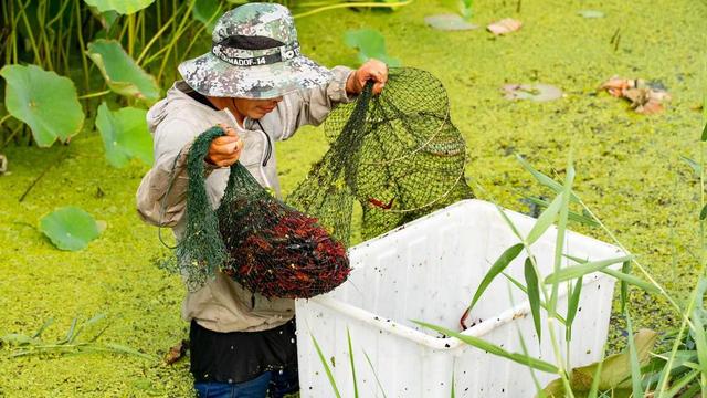 石桥镇新闸村探索“荷花+”套养模式，走出增收新路子