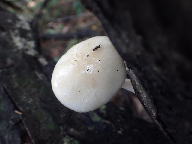 黏小奥德蘑：好看不好吃，抗虫杀菌却是一流