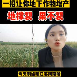 山药u型浅槽种植视频(地下作物如何膨大，如何增产#山药膨大拉长提质增产配方)