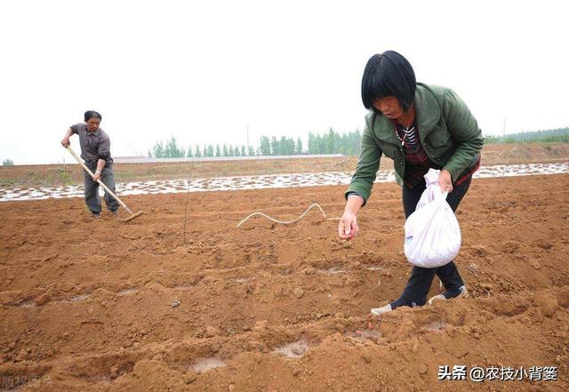 春季种植花生时，有哪些播种细节要重点注意？重点注意4个方面