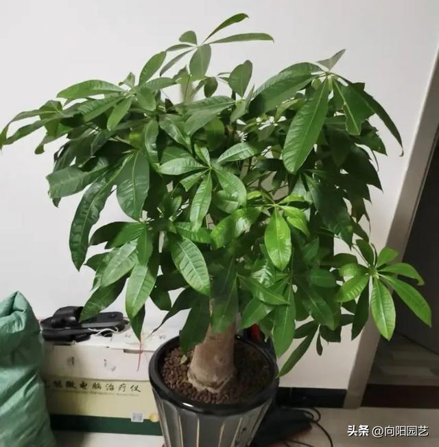 发财树要怎么浇水？全程阴阳，不要晒太阳，平均1周1次水