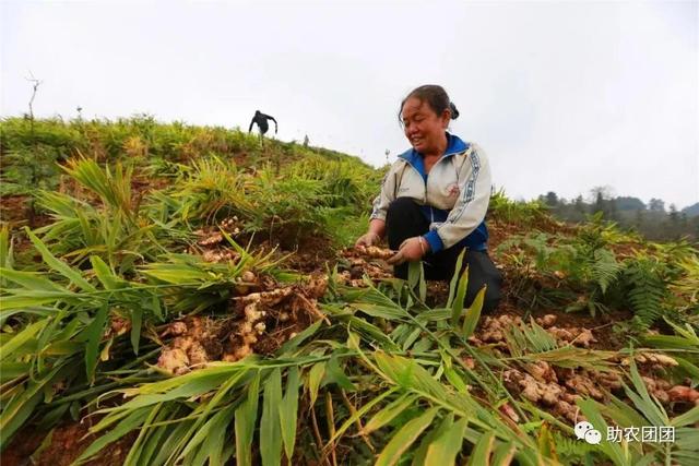 助农团团丨剑河：“姜”来迎丰收 青山孕育“金疙瘩”