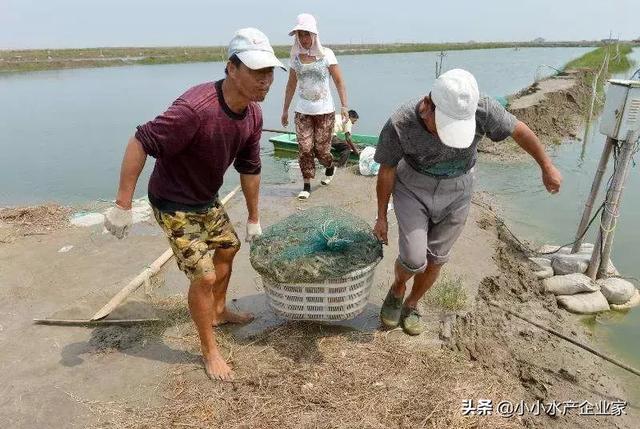 淡水养殖南美白对虾注意这几点，养殖顺利还高产