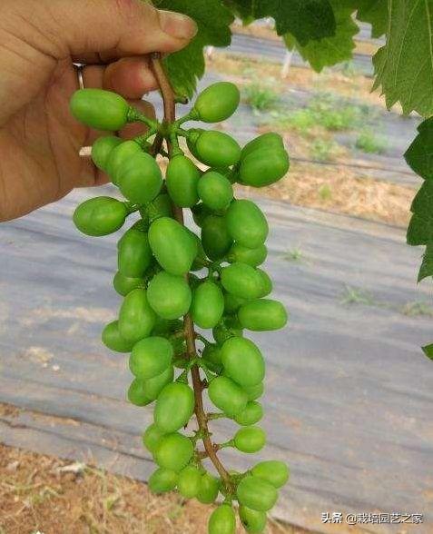 种植达人：讲述阳光玫瑰在广西的种植表现