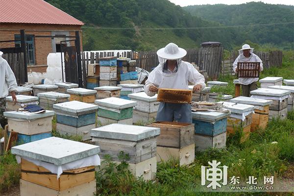 穆棱重点国有林管理局：绿水青山成就产业发展 生态建设铸造金山银山