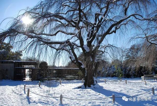 美国垂枝樱雪景 VS 中国垂枝樱雪景