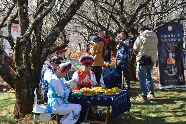 首届中国洱源梅花文化节举行