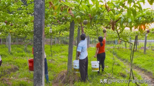 【农广天地】这种动物发起怒来真可怕 这种果子酸到心里却惹人爱