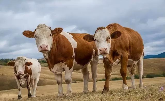 如何判断母牛快要生产了？怎么能看出母牛要生小牛了？