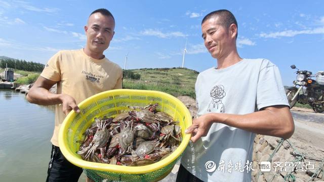 个大鲜肥、总产量增一成！青岛即墨万亩蟹田迎丰收