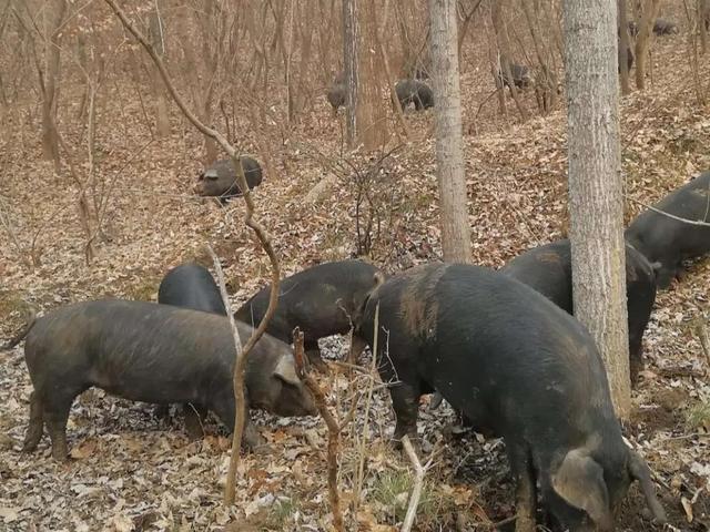 养猪利润超1000元每头，盼日长3斤，这样的饲料卖得挺火正常吗？