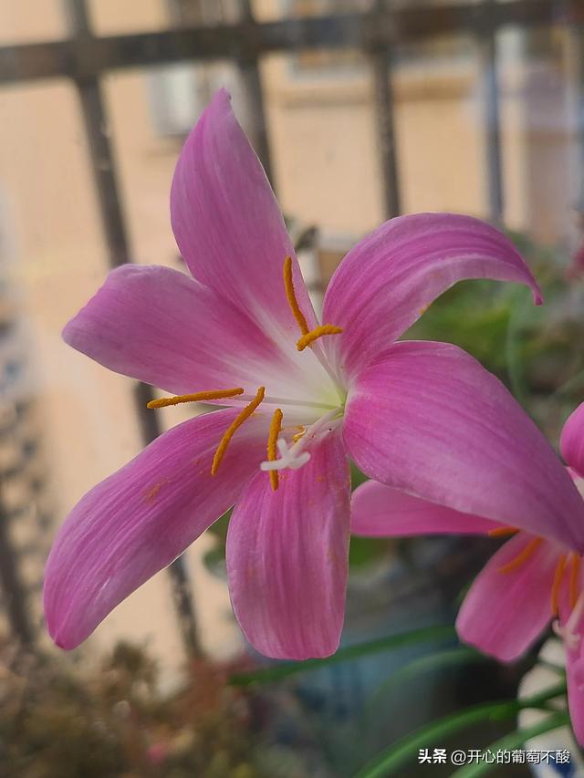 花如其名风雨兰