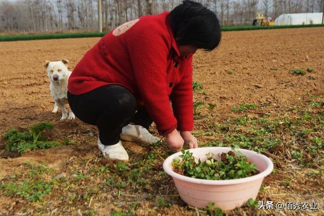 中药材市场火爆，在种植界引发抢购潮，农民坐收“渔翁之利”