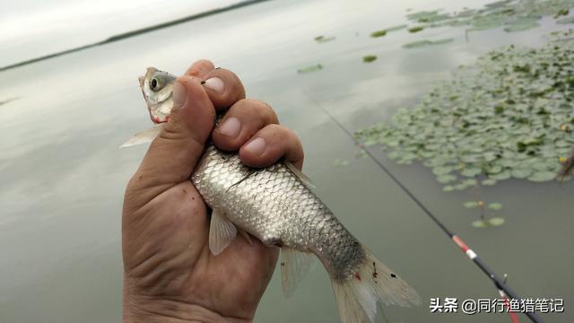 中元节野钓鱼口爱翻脸：太阳升，鱼口松，超过十点半急死老渔翁