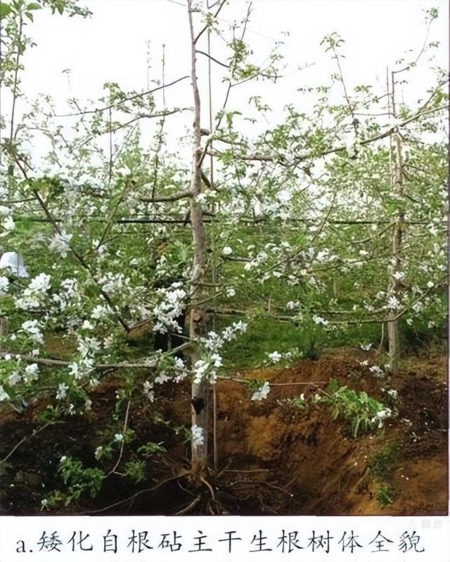 专家解读：果树建园 栽植深度有讲究