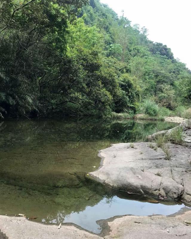 大山里的“精灵”溪石斑，一种不大却十分灵活的小鱼对水质要求高